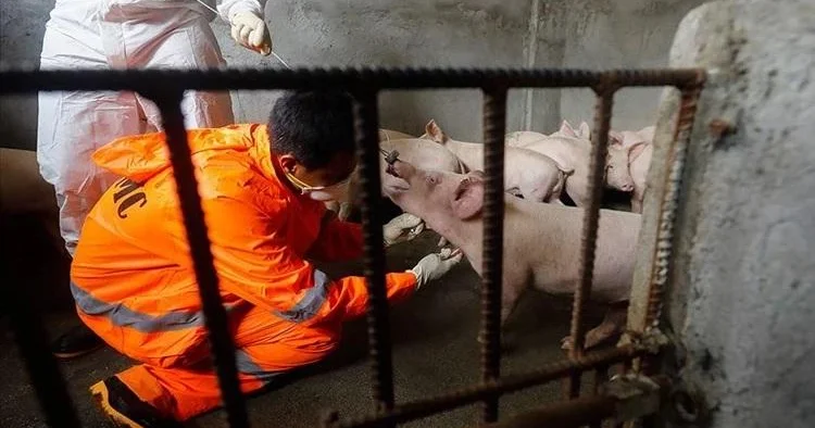 Cənubi Koreyada donuz taunu səbəbindən karantin elan edilib