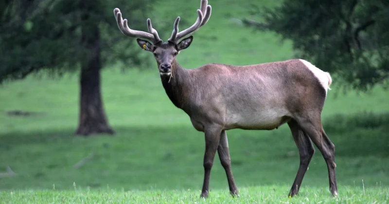 Maral 12 il ona qulluq edən qadını öldürdü VİDEO