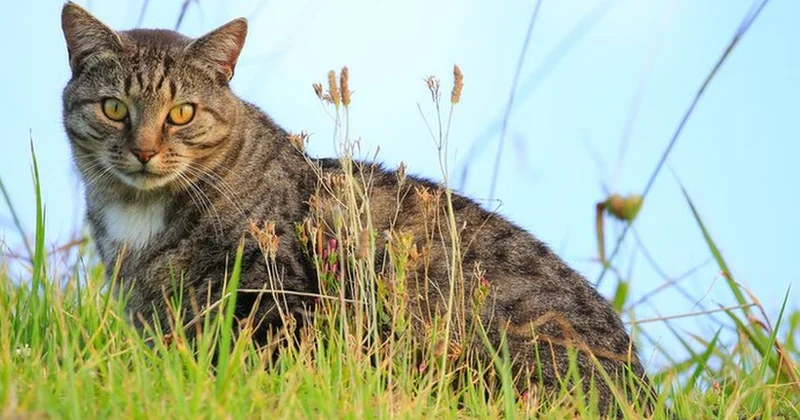 Новая Зеландия уничтожит 2,5 млн кошек Minval Politika