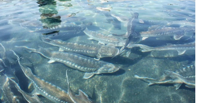 “Xəzərdə nərə balıqlarının azalma təhlükəsi var” Şöbə müdiri