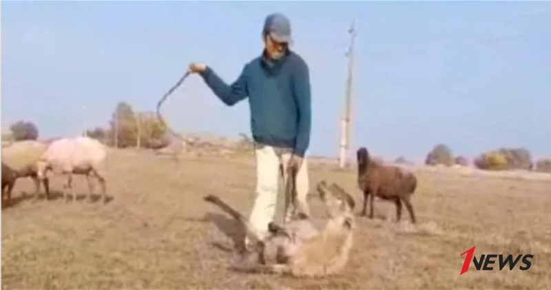 Страдание беззащитного: почему жестокость к животным опасна для всех