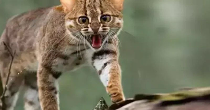 Bu ölkədə 2,5 milyon vəhşi pişik məhv ediləcək