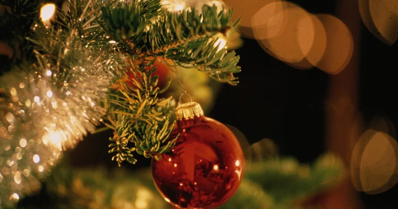 Melaniya Tramp Ağ Evdə Miçiqandan gətirilən yolka ağacını qəbul etdi