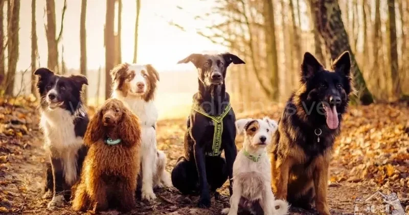 Ученые выяснили, что большинство пород собак несут волчью ДНК