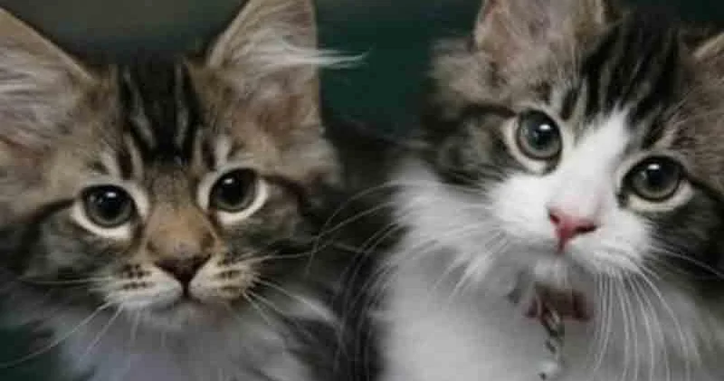 Pişik bələdiyyə sədrinin başına oyun açdı VİDEO