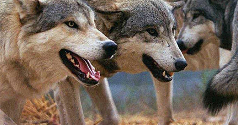 Canavar hücumları sakinləri təşvişə saldı