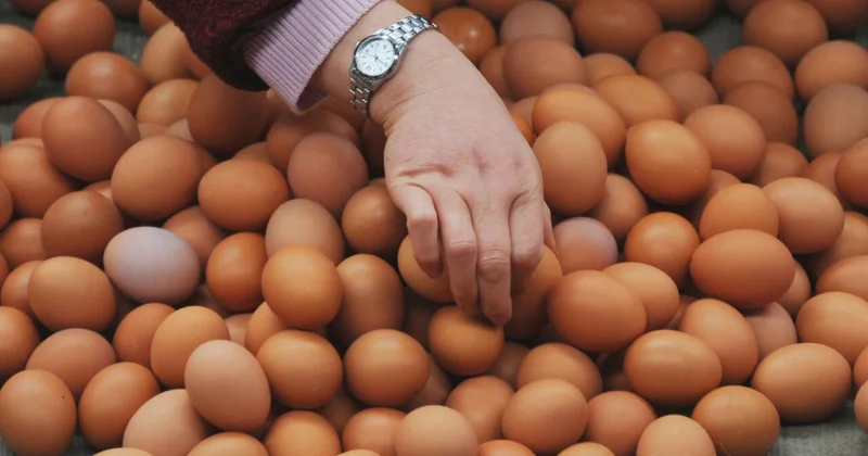 Yumurta alarkən diqqətli olun: Tarixsiz məhsul sağlamlığa təhlükə yarada bilər AÇIQLAMA