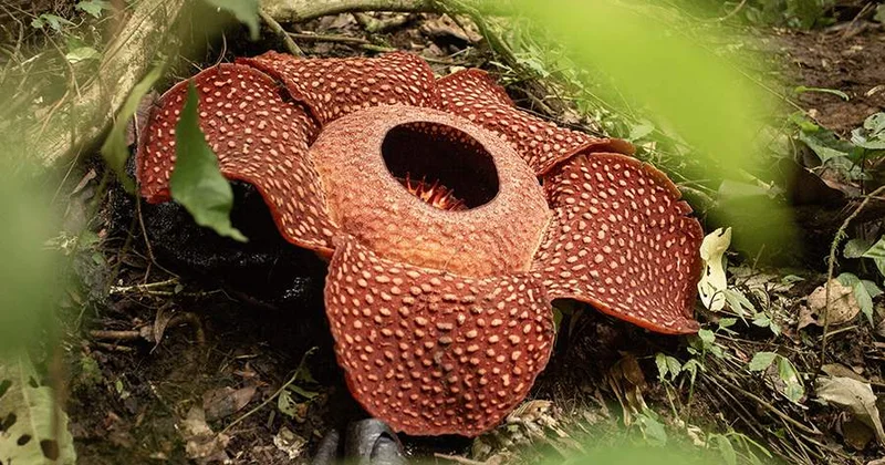 В Индонезии запечатлели цветение редкого цветка