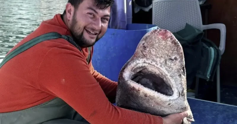 Toruna 4 metrlik köpəkbalığı düşdü FOTOLAR