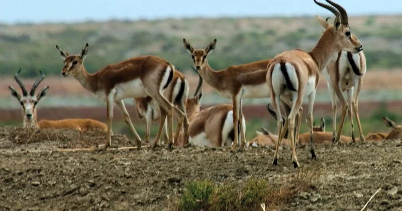 Şirvan Milli Parkı: günbəgün canlanan və zənginləşən mənzərə