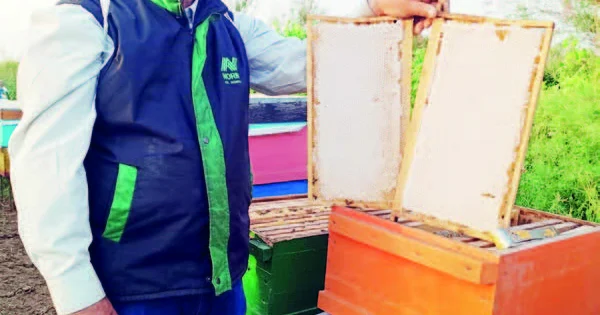 Təbii loğman, çox dərdə dərman