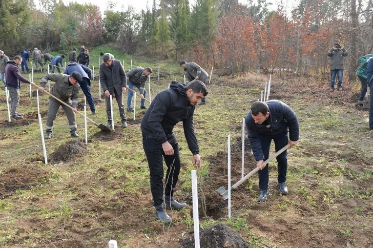 В лесных зонах Азербайджана за один день было посажено более 21 тысячи деревьев Новости Азербайджана