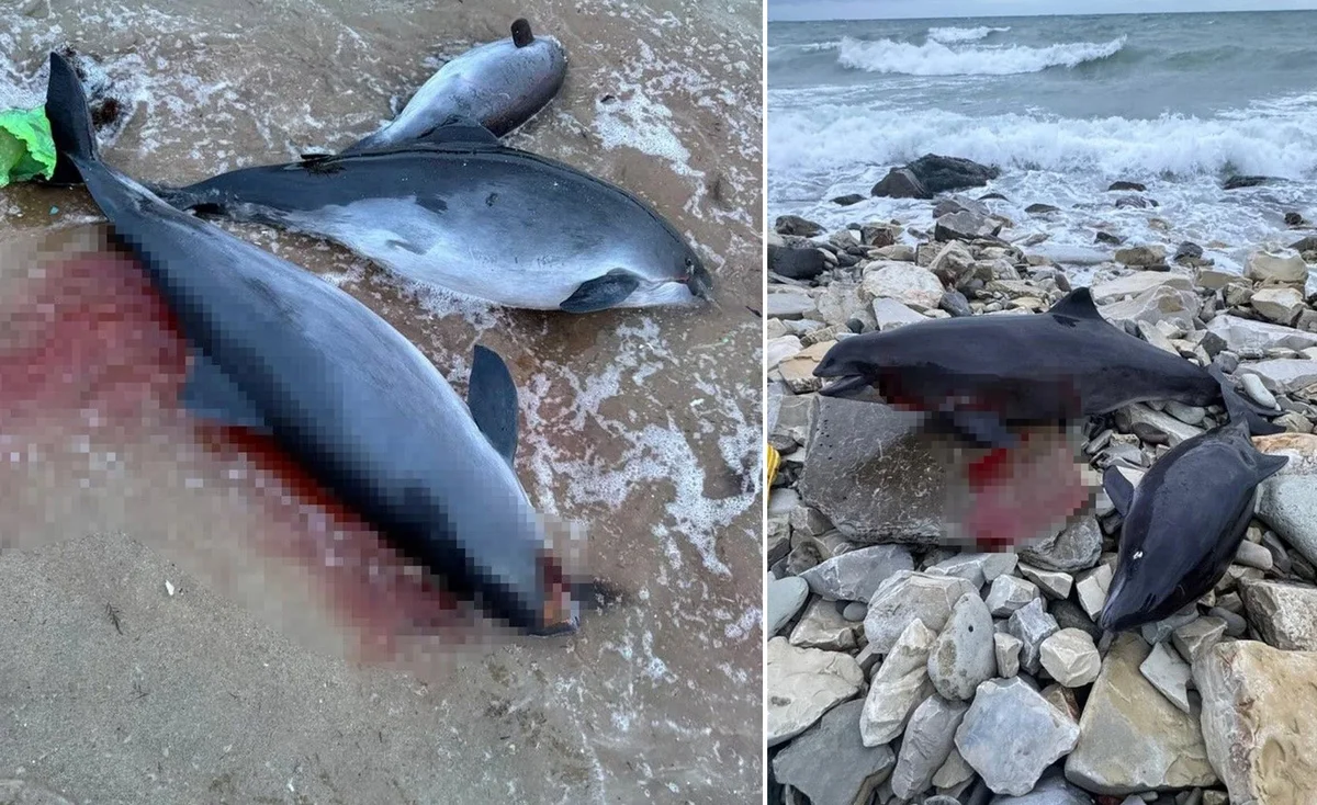 Neft tankerinin batması nəticəsində 19 delfin ölüb