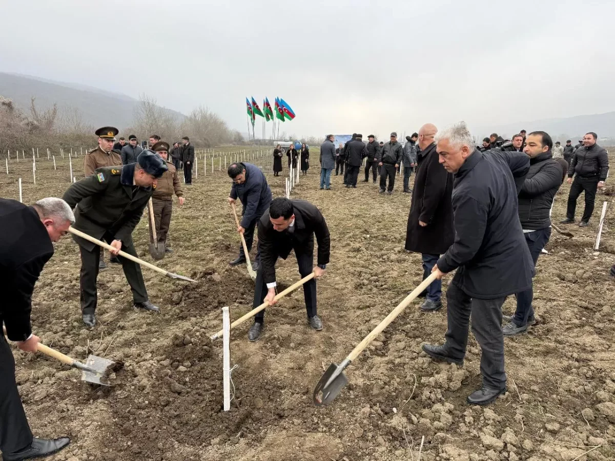 В Азербайджане за день посадили десятки тысяч деревьев ФОТО