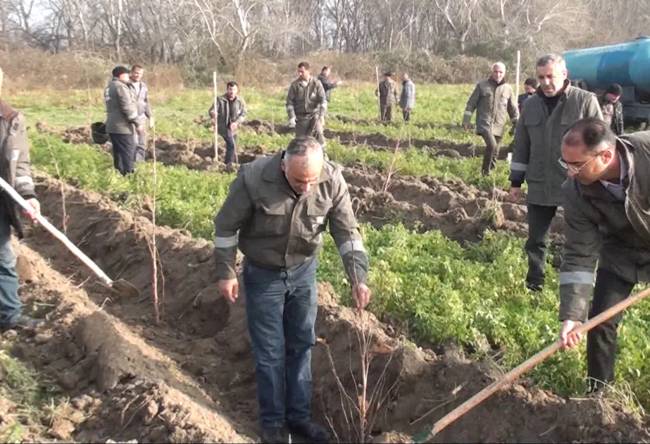 Sabirabadda 1000dən çox Xan çinarı əkilib AZƏRTAC