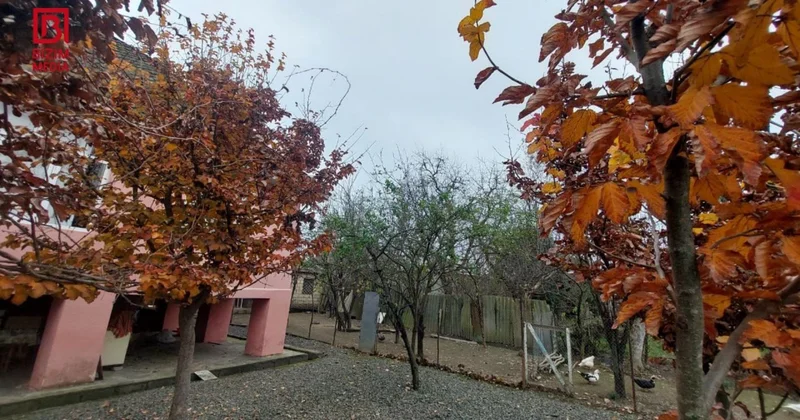 Lənkəranda qeyri adi təbiət hadisəsi FOTO