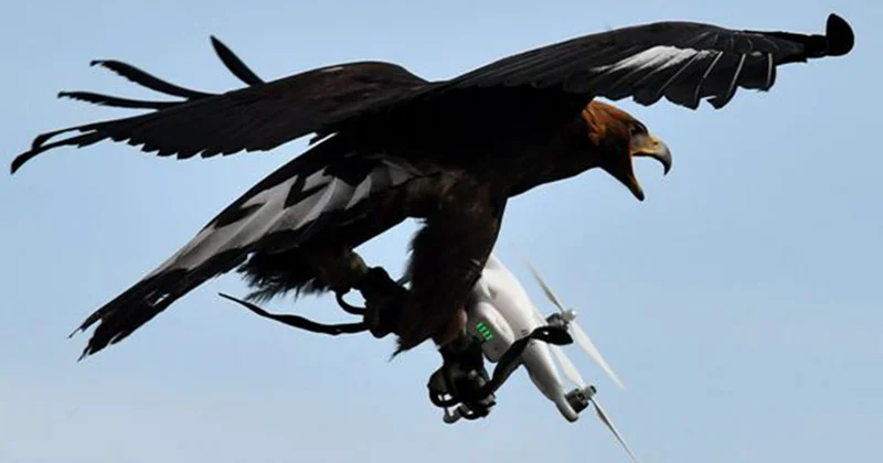 Türkiyədə qartal çəkiliş aparan dronu “ovladı” Video