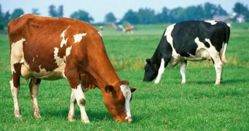 Mal qaranın çəki artımı ilə bağlı statistik müayinə keçiriləcək