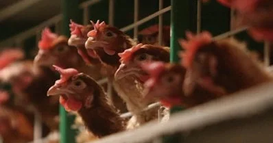 Hollandiyada quş qripinə görə 100 min toyuq məhv edilib