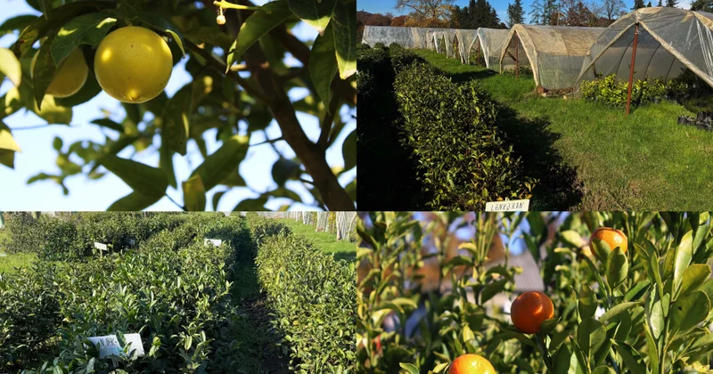 Lənkəranda sitrus və çay bitkilərinin yeni sortları elmi əsaslarla sınaqdan keçirilir FOTO