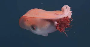 Редкого семирукого осьминога сняли на ВИДЕО