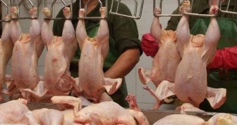 “Kənd toyuğu” adıyla satılan rənglənmiş toyuqları necə ayırd etmək olar? Bu üç üsul həyatınızı xilas edəcək