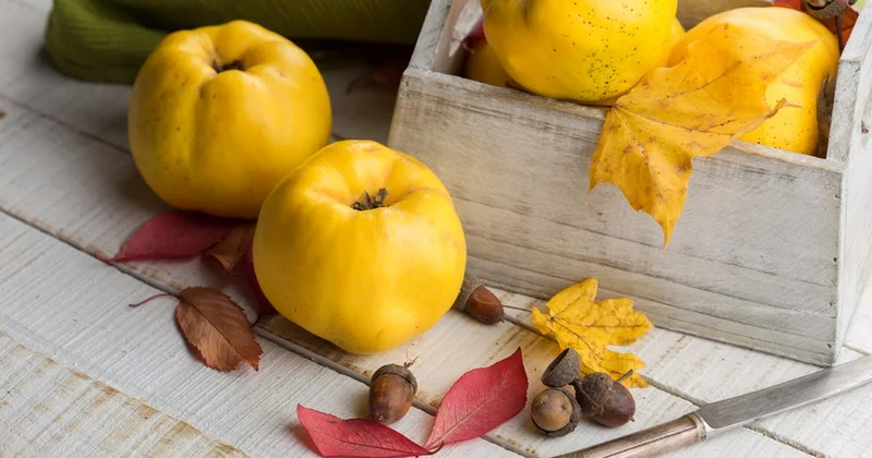 Azərbaycan Kanada və Estoniyaya heyva ixrac etməyə başlayıb