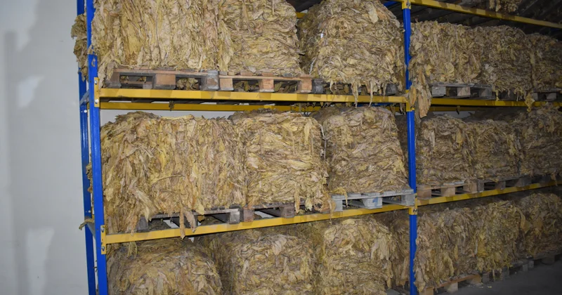 Bu il “Zaqatala AGRO İndustry” MMC nin emal məntəqəsində 465,2 ton quru tütün istehsal edilib