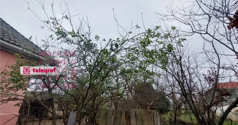 Lənkəranda nadir hadisə: Alça ağacı ikinci dəfə bar verdi FOTO