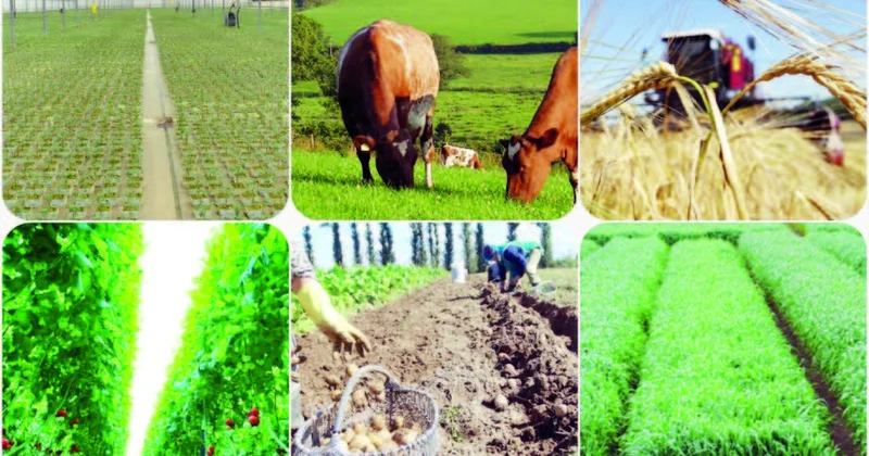 Bərdə torpağı bar bərəkət meydanıdır