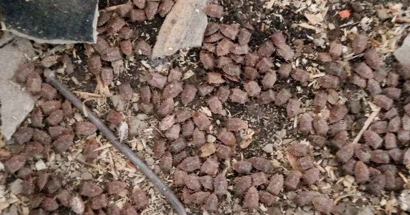 Qaxda qəhvəyi mərmər bağacığına qarşı maarifləndirmə və mübarizə tədbirləri davam etdirilir