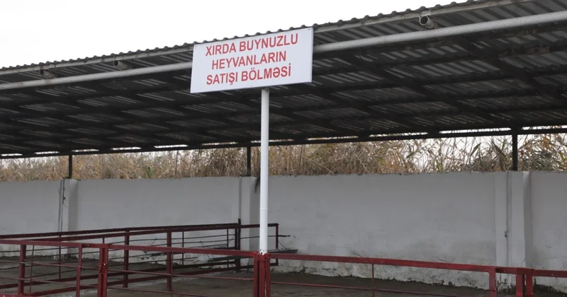 Salyan heyvan bazarı yenidən qurulub VİDEO