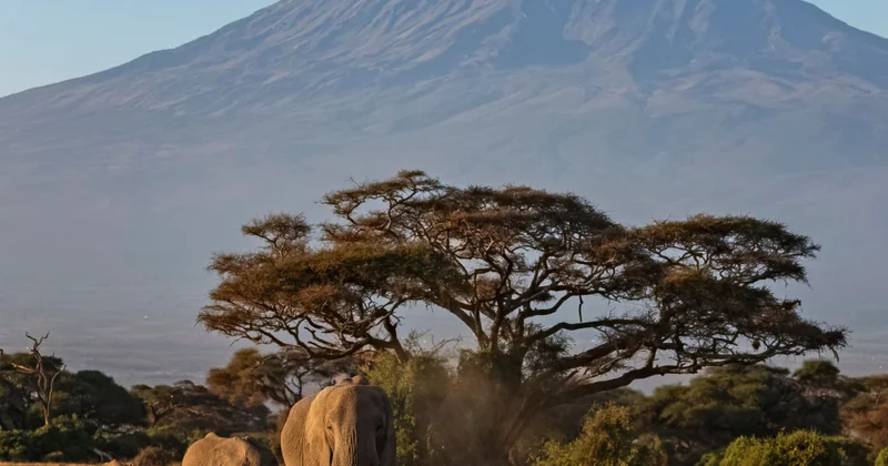 Kilimancaro dağında helikopter qəzaya uğrayıb, ölənlər var