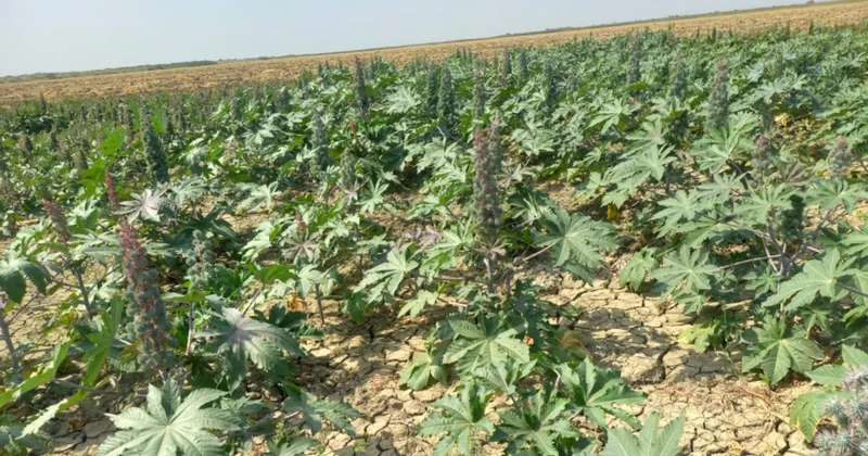 Kənd Təsərrüfatı Nazirliyi İtaliyanın “ENİ” şirkəti və SOCAR ilə birlikdə deqradasiyaya uğramış torpaqlarda pilot layihə həyata keçirir