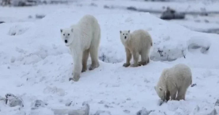Bu, nadir hallarda baş verir: ağ ayı başqasının balasını övladlığa götürdü