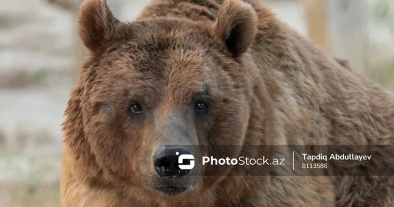 Hindistanda ayı məktəbə soxuldu: Sinif otağının qapısını sındıraraq şagirdi apardı