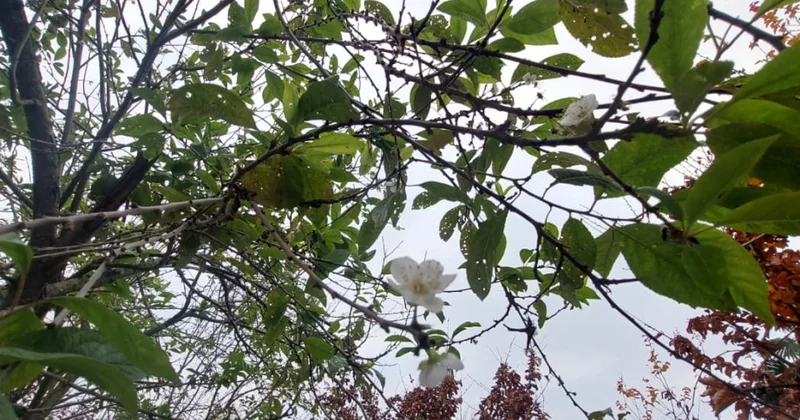 Lənkəranda alça ağacı dekabr ayında yenidən bar verib