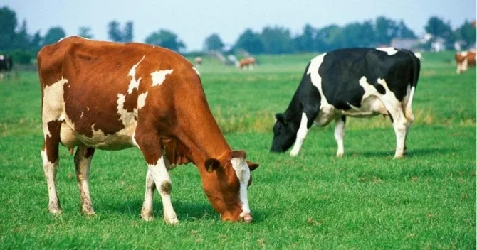 İmkanı olmayanlara pulsuz mal qara verilməsi ilə bağlı AÇIQLAMA