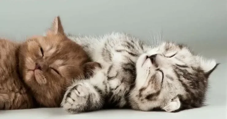 İnsanlar niyə 65 yaşdan sonra pişik saxlamamalıdır