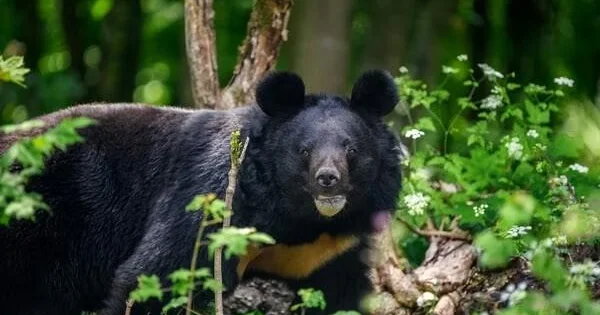 Dərsə gedən bir ayı