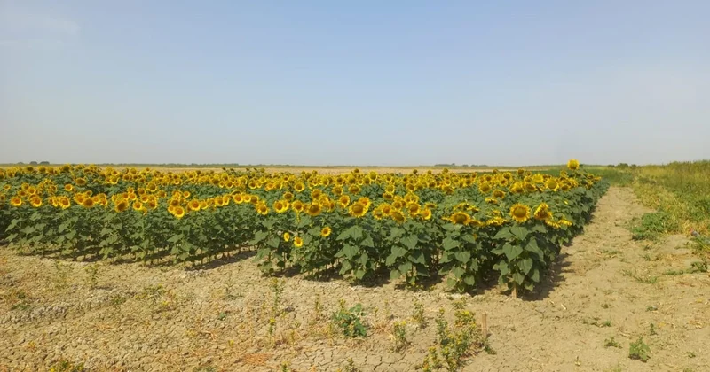 KTN deqradasiya uğramış torpaqlarda pilot layihə həyata keçirir