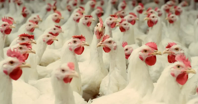 В Нидерландах уничтожат 100 тысяч кур: ПРИЧИНА