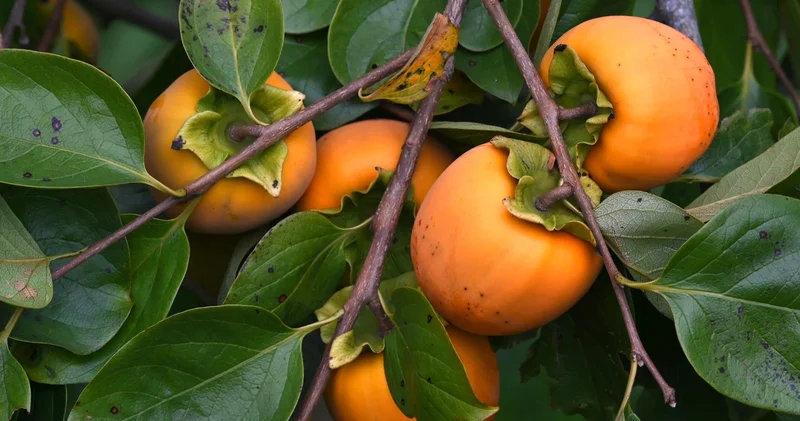 Солнечные плоды на экспорт