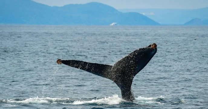 Горбатые киты способны слышать даже очень высокочастотные звуки