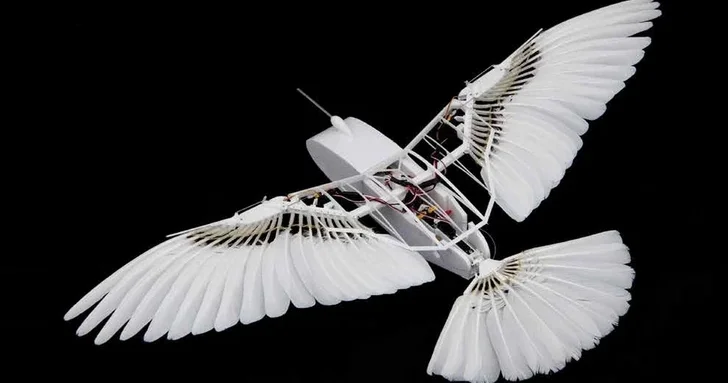 Китай обучает боевые беспилотники на голубях