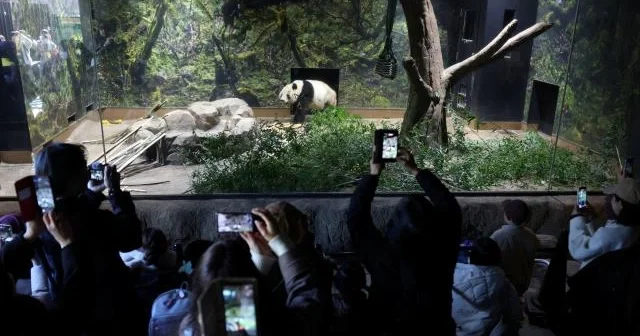 Yaponiyada pandalara görə minlərlə insan zooparka axışdı