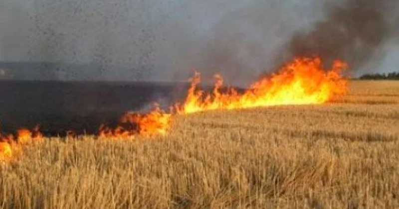 Əkin yerini yandıranlar cərimələnəcək İnzibati həbs müəyyənləşdi