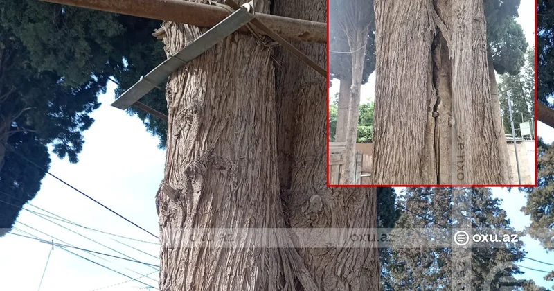 Külək əsən kimi qorxu başlayır: Gəncədə hündür şam ağacları hər an aşa bilər