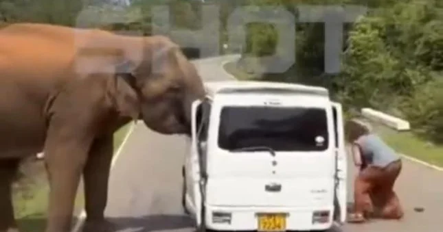 Fil turistlərə hücum etdi