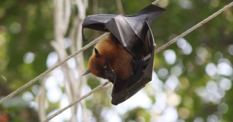 Вирус Нипах не способен вызвать эпидемию или пандемию